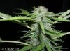 bigbang_greenhouse_1.jpg