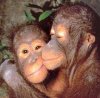 monkeyLove.jpg