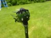 DSC02756.JPG