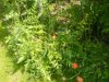 DSC02755.JPG