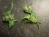 weed ok.jpg