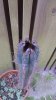 cactus.jpg