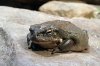 266px-Bufo-alvarius-coloradokröte.jpg