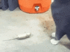 dead mouse.gif