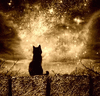 df cat wonder.gif