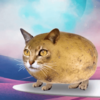 1606152002689.png