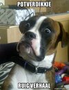 da8ed37085c891076f52d0935a9a74a4--so-funny-funny-dogs.jpg
