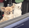 df dog maguro .gif