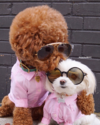 1608164455423.png