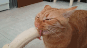 5da1c8e0953acca71cf308620d76843c571208d9_00.gif