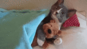 1613683102981.gif