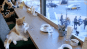 200.gif