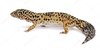 depositphotos_10906763-stock-photo-high-yellow-leopard-gecko-eublepharis.jpg