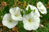 White_Ipomoea_violacea_2.jpg