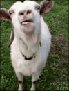 tenor-5.gif