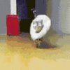 tenor-27.gif