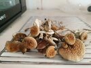20210603_165209.jpg