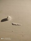 IMG_20210614_032041.jpg