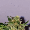 0D924F36-EB4F-4D11-97D4-2C3D9348F6DF.gif