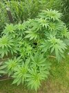IMG_20210713_175554.jpg