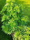 IMG_20210720_200034.jpg