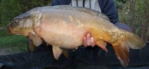 IMG-20180617-WA0061__01.jpg