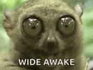 wide-awake-wide-eyes.gif