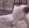 1636756817149.gif