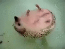 thsbearie.gif