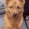 side-eye-side-eye-dog.gif
