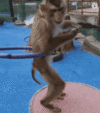backtoyourlovin-monkey.gif