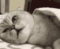 mew-cat.gif