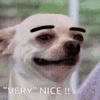very-nice-chiwawa.gif