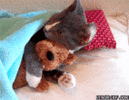 VIPdgcooFJHtC.gif