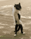 WXB88TeARFVvi.gif