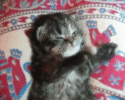 K1wjOn6HImv7y.gif K1wjOn6HImv7y.gif