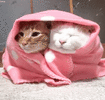131Q2gKssUNCwM.gif