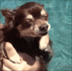 1483H4cy5NO7v2.gif 1483H4cy5NO7v2.gif