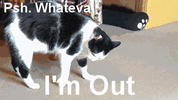 whatever-gifs-GPzNAL.gif