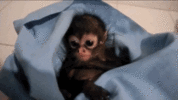 4rO8mIOQlWZ2g.gif