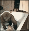 MKoIkENNdOw0w.gif MKoIkENNdOw0w.gif