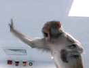 1Ia8zGu9QtH2w.gif