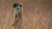 E6gUCRWYFqDO8.gif E6gUCRWYFqDO8.gif