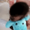 JTYUD43Z6zCJq.gif