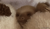 UtIv0Dp0ZhgQw.gif