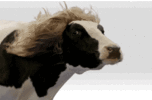 11lE4F9K9UlqRa.gif