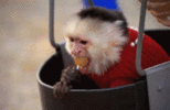 UcUrLi3B1Tu8w.gif