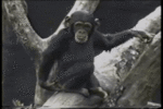 smelly-monkey-faint.gif smelly-monkey-faint.gif