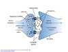 neurotransmission-ubc-11-638.jpg