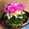 Ariocarpus_fissuratus_v_hintonii_810.jpg